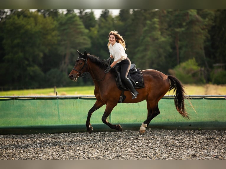 Hongaars sportpaard Ruin 19 Jaar 163 cm Bruin in Emmingen-Liptingen