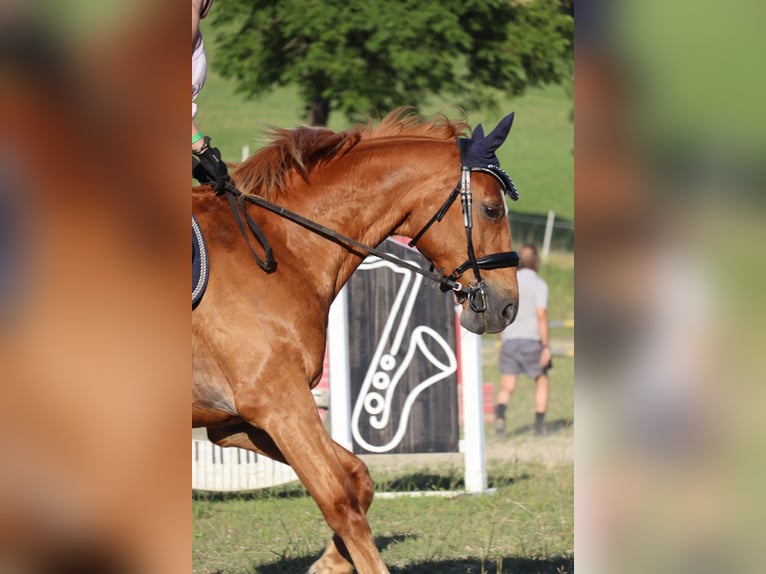 Hongaars sportpaard Ruin 20 Jaar 165 cm Vos in Hainfeld