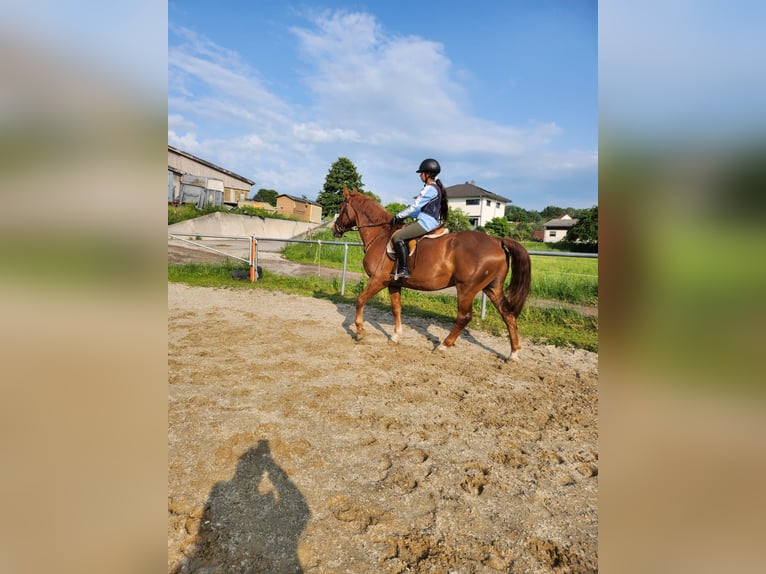 Hongaars sportpaard Ruin 23 Jaar 165 cm Vos in Bergatreute