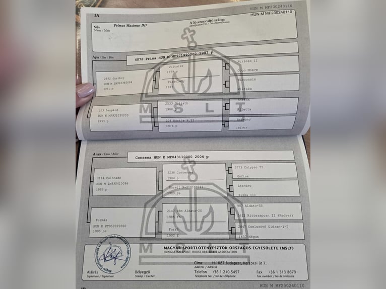Hongaars sportpaard Ruin 3 Jaar 170 cm Zwart in Ajka