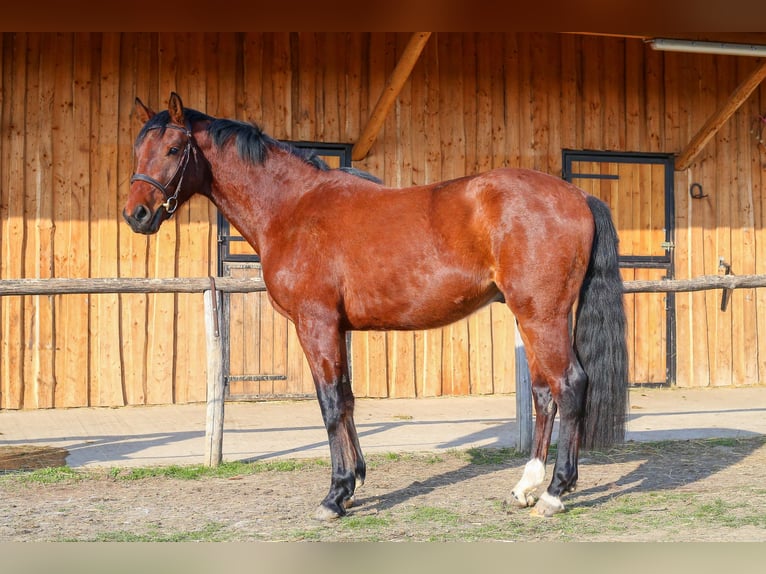 Hongaars sportpaard Ruin 3 Jaar 170 cm Zwart in Ajka