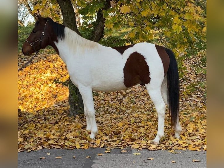 Hongaars sportpaard Mix Ruin 4 Jaar 143 cm Gevlekt-paard in Matzersdorf