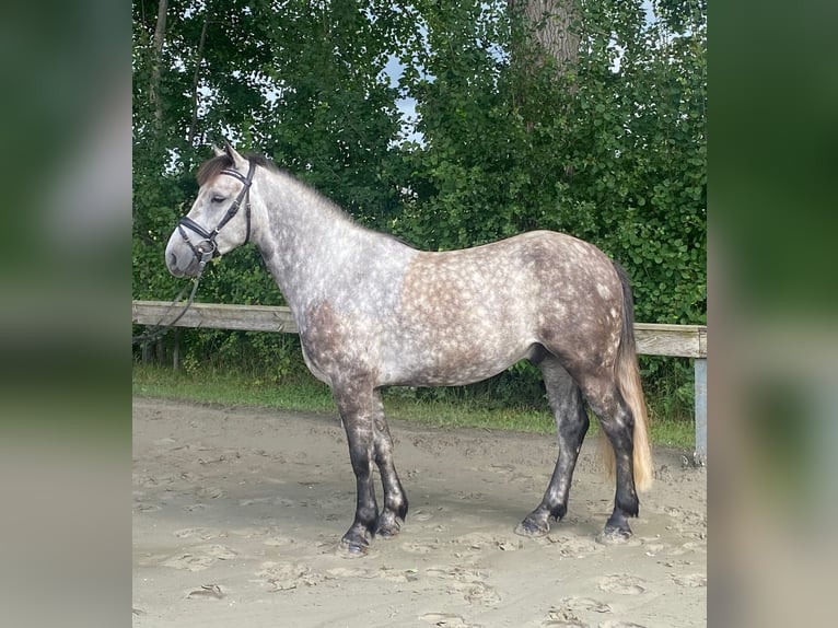 Hongaars sportpaard Ruin 4 Jaar 144 cm Schimmel in S&#xFC;derl&#xFC;gum