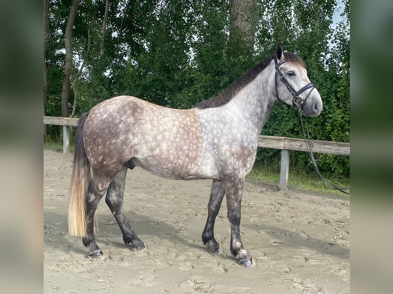 Hongaars sportpaard Ruin 4 Jaar 144 cm Schimmel in S&#xFC;derl&#xFC;gum