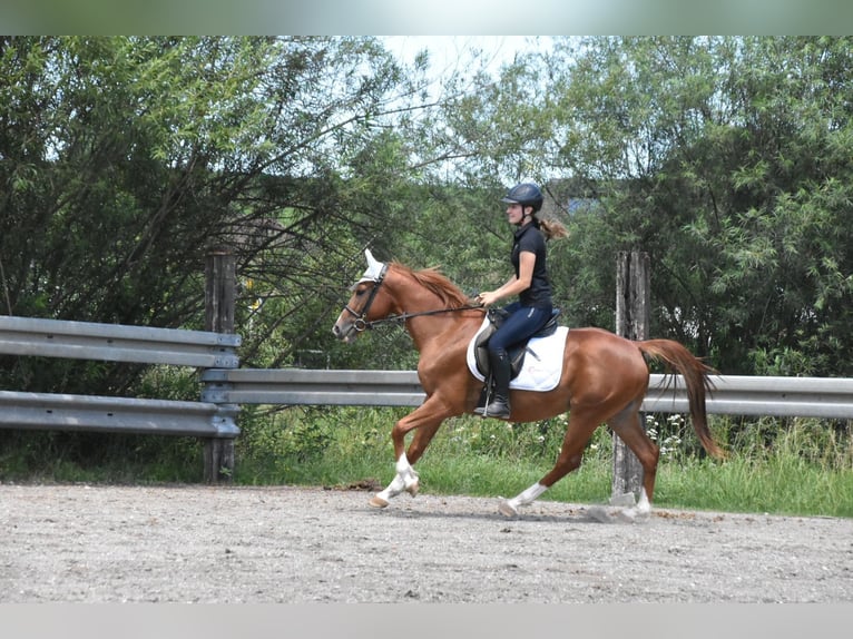 Hongaars sportpaard Ruin 4 Jaar 152 cm Vos in Arnstorf
