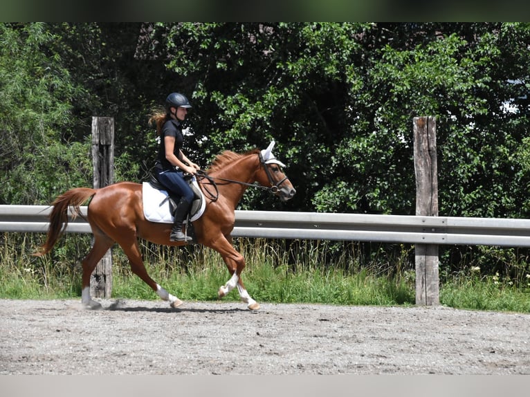 Hongaars sportpaard Ruin 4 Jaar 152 cm Vos in Arnstorf