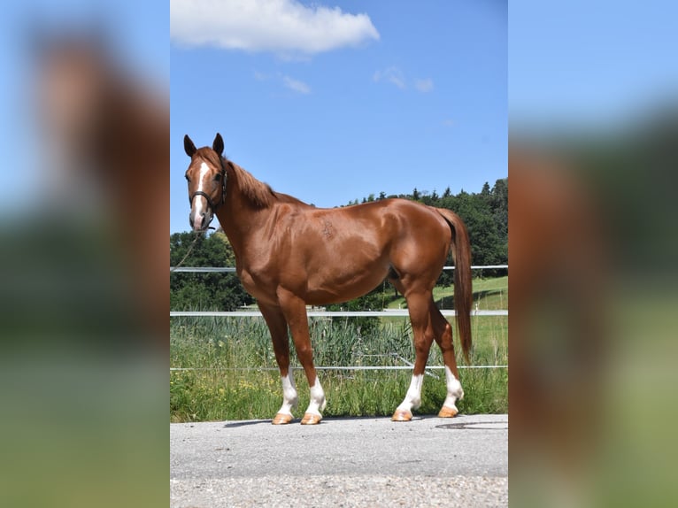 Hongaars sportpaard Ruin 4 Jaar 152 cm Vos in Arnstorf