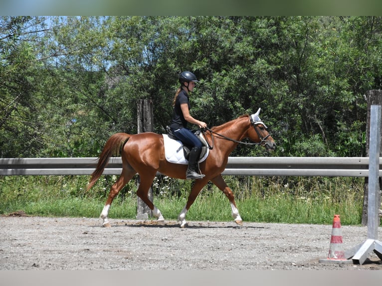 Hongaars sportpaard Ruin 4 Jaar 152 cm Vos in Arnstorf