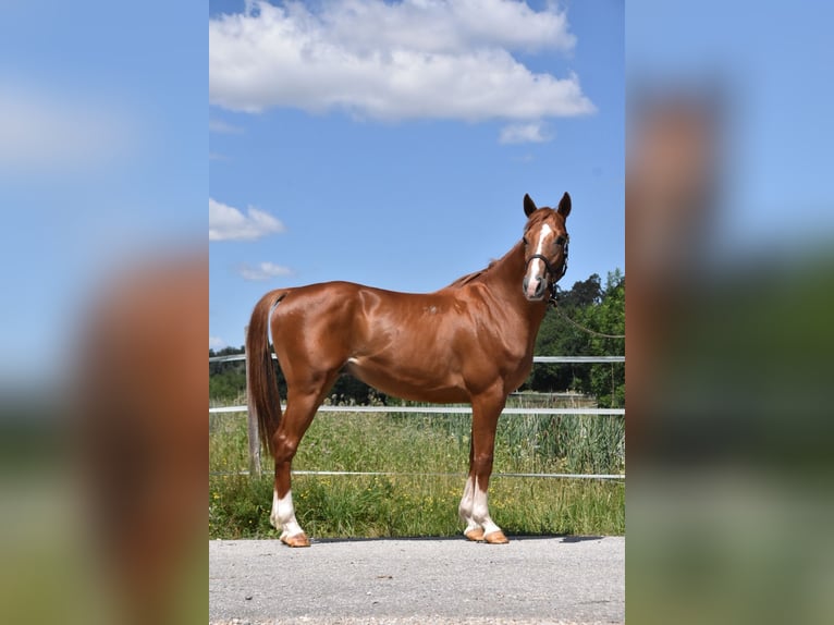 Hongaars sportpaard Ruin 4 Jaar 152 cm Vos in Arnstorf