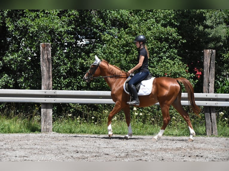 Hongaars sportpaard Ruin 4 Jaar 152 cm Vos in Arnstorf