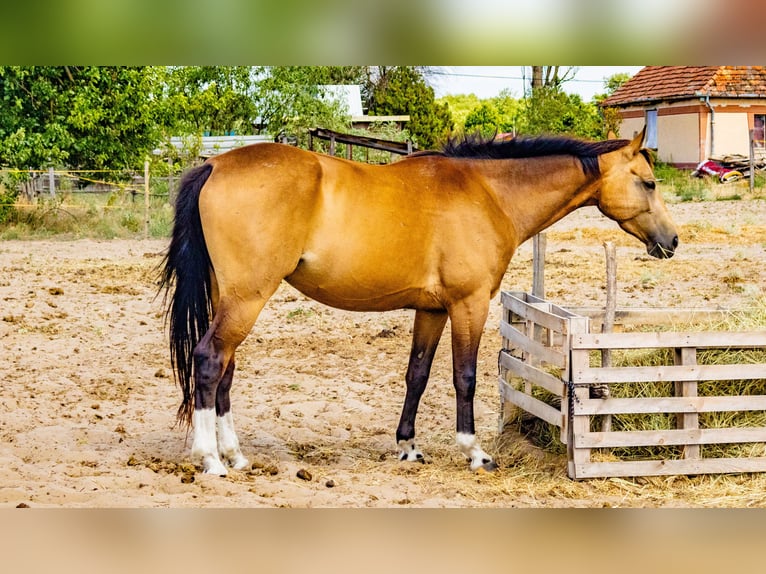 Hongaars sportpaard Ruin 4 Jaar 158 cm Buckskin in Lad&#xE1;nybene
