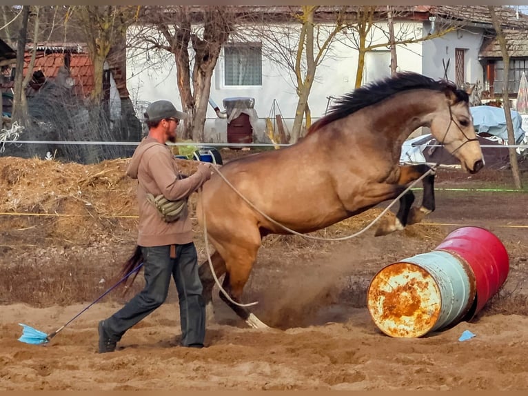 Hongaars sportpaard Ruin 4 Jaar 158 cm Buckskin in Ladánybene