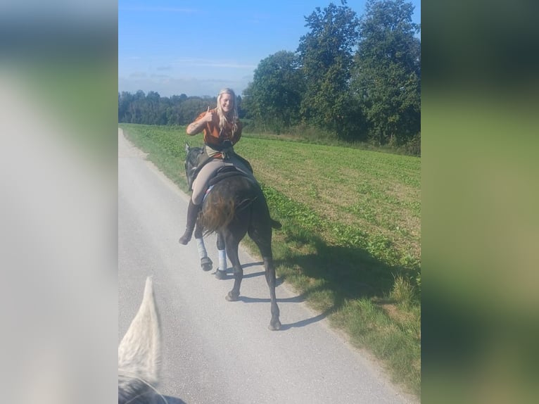 Hongaars sportpaard Ruin 4 Jaar 160 cm Appelschimmel in enns
