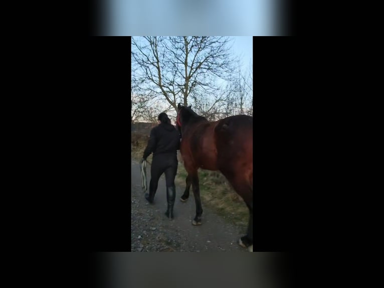 Hongaars sportpaard Ruin 4 Jaar 160 cm Brauner in Wald
