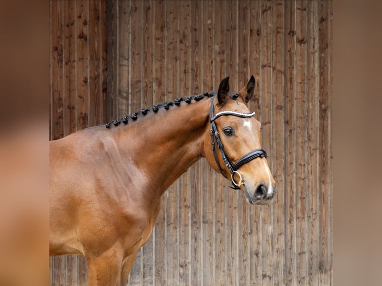 Hongaars sportpaard Ruin 4 Jaar 160 cm Bruin in Pittenhart