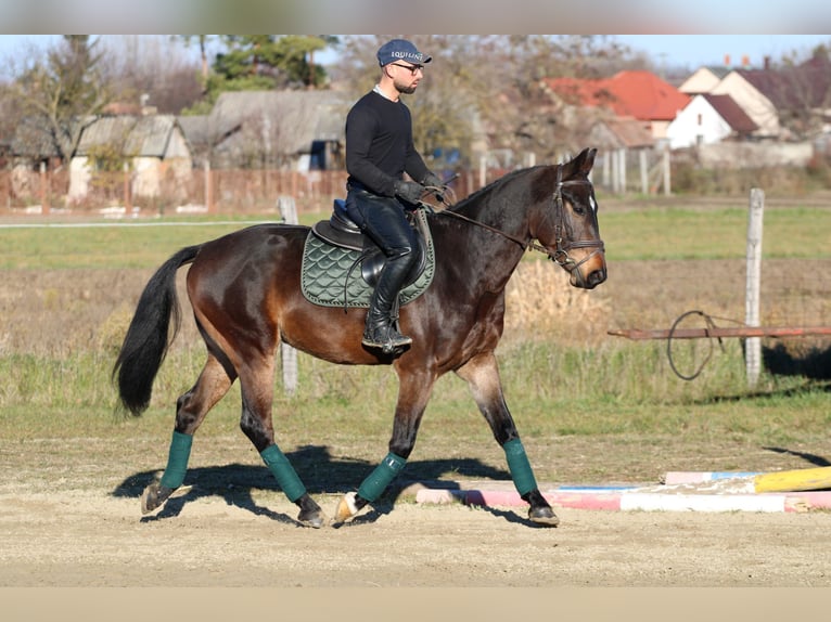 Hongaars sportpaard Ruin 4 Jaar 160 cm Donkerbruin in Réde