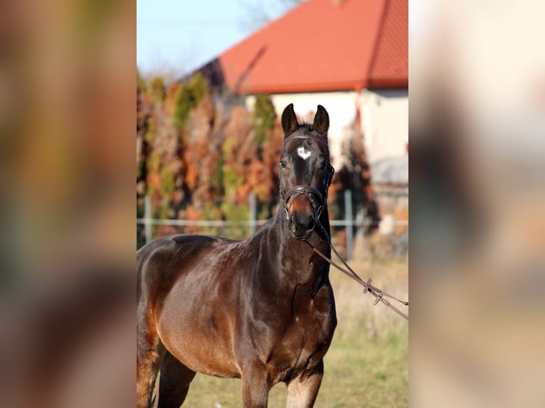 Hongaars sportpaard Ruin 4 Jaar 160 cm Donkerbruin in Réde