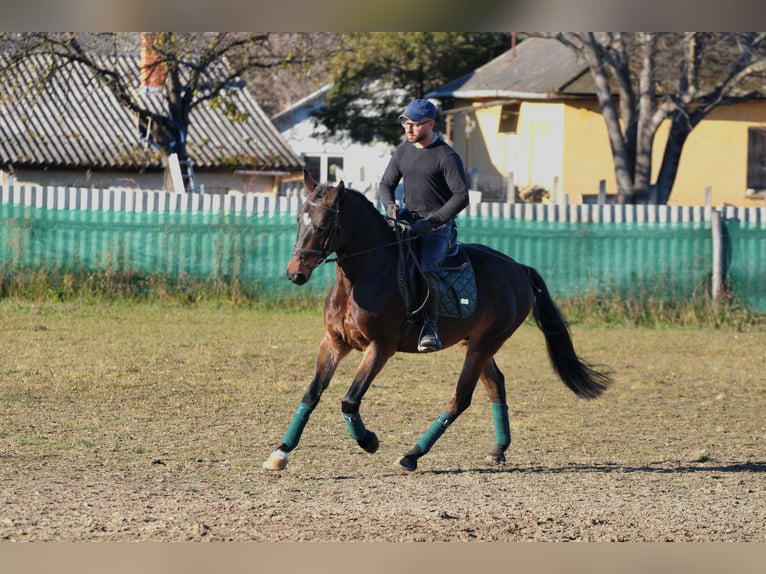 Hongaars sportpaard Ruin 4 Jaar 160 cm Donkerbruin in Réde