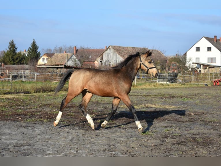 Hongaars sportpaard Ruin 4 Jaar 162 cm Buckskin in Marcali