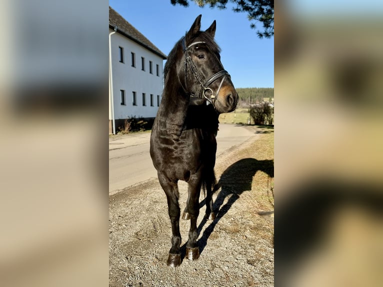 Hongaars sportpaard Ruin 4 Jaar 165 cm Zwart in Pelmberg