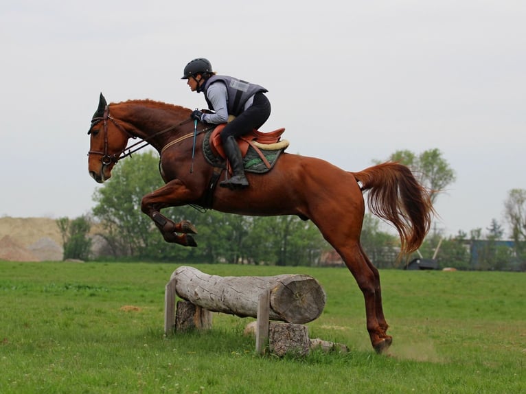 Hongaars sportpaard Ruin 4 Jaar 167 cm Donkere-vos in Pér