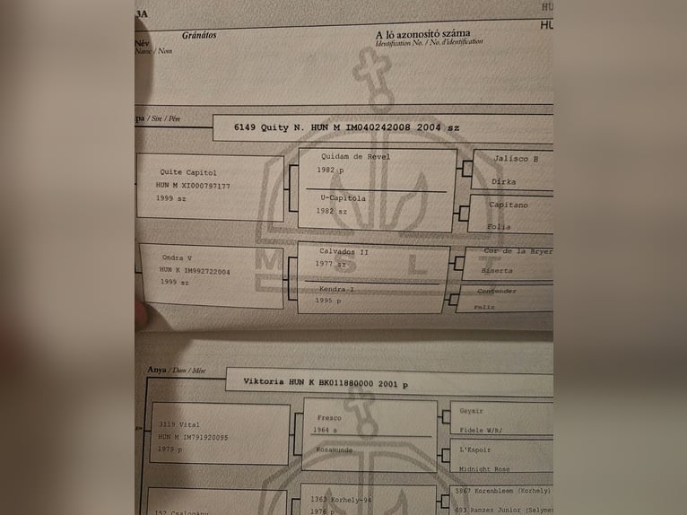 Hongaars sportpaard Ruin 4 Jaar 167 cm Vos in Borstel