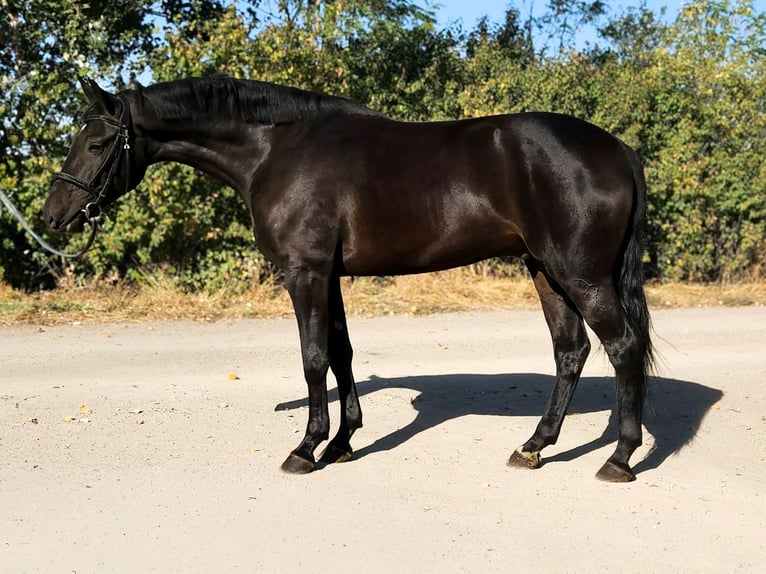 Hongaars sportpaard Ruin 4 Jaar 168 cm Donkerbruin in Békés