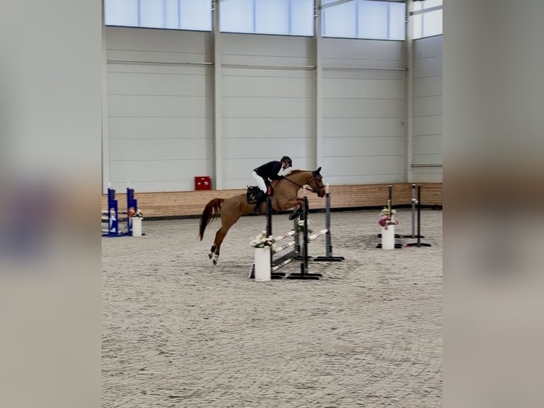 Hongaars sportpaard Ruin 4 Jaar 168 cm Donkere-vos in Budapest