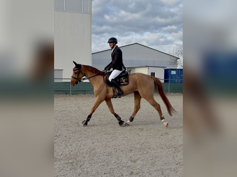 Hongaars sportpaard Ruin 4 Jaar 168 cm Donkere-vos in Budapest