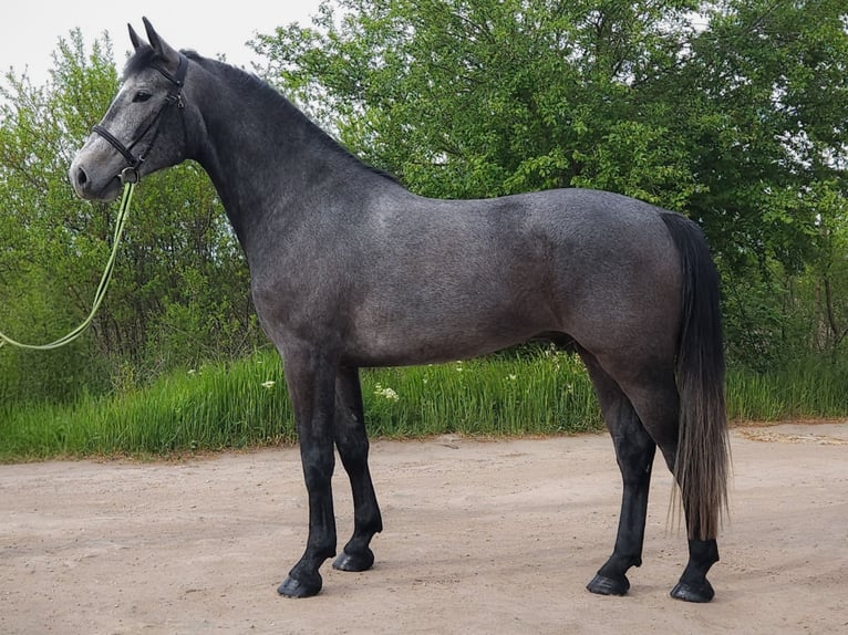 Hongaars sportpaard Ruin 4 Jaar 168 cm Schimmel in Békés