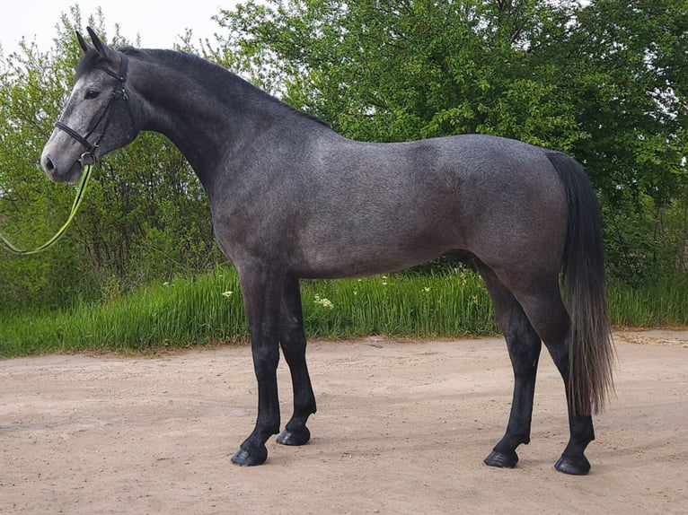 Hongaars sportpaard Ruin 4 Jaar 168 cm Schimmel in Békés