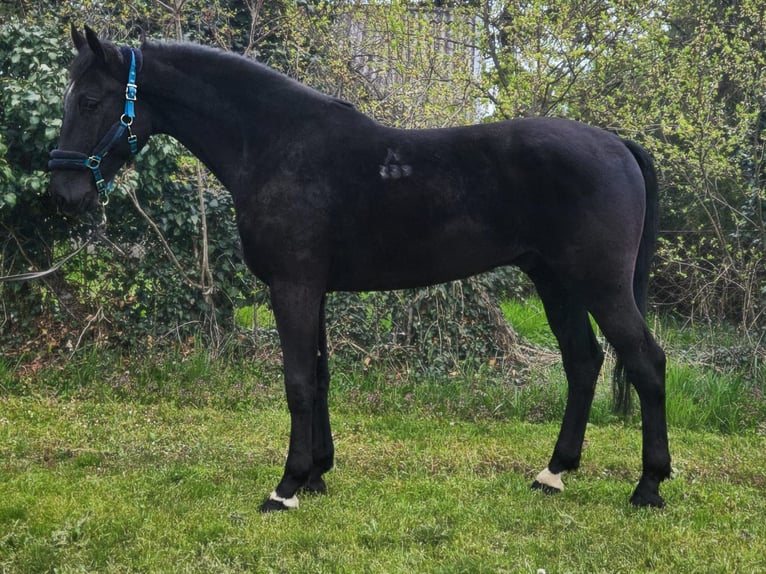 Hongaars sportpaard Ruin 4 Jaar 172 cm Zwart in Békés