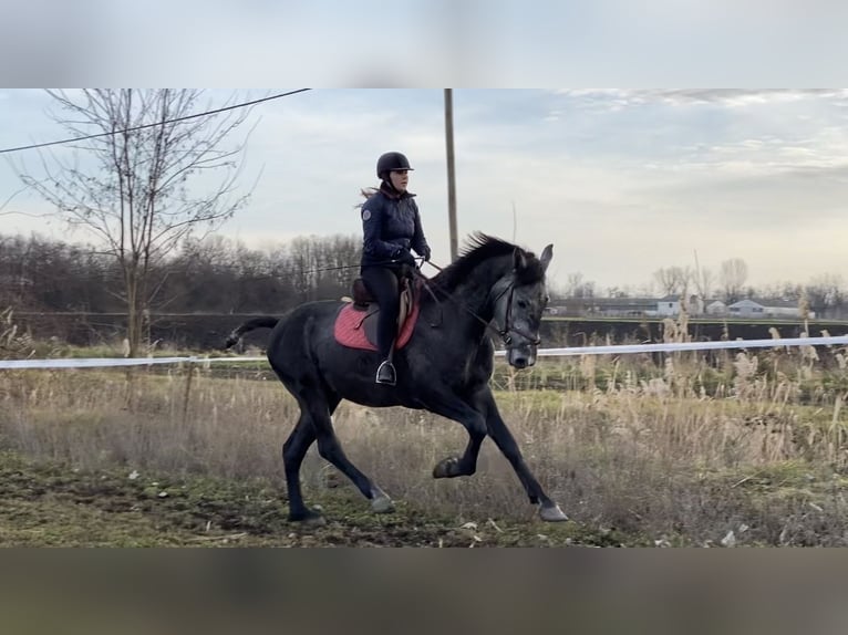 Hongaars sportpaard Mix Ruin 4 Jaar 177 cm Schimmel in Kondoros