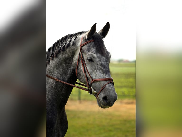 Hongaars sportpaard Mix Ruin 4 Jaar 177 cm Schimmel in Kondoros