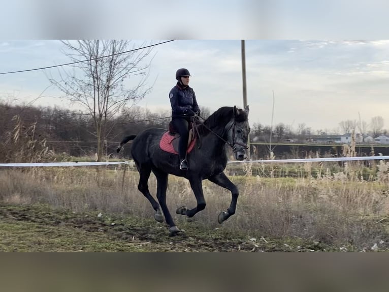Hongaars sportpaard Mix Ruin 4 Jaar 177 cm Schimmel in Kondoros