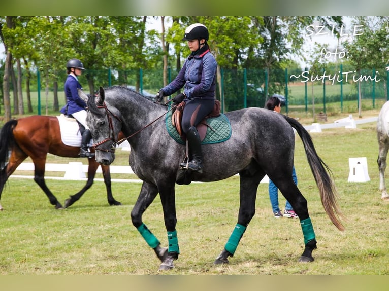 Hongaars sportpaard Mix Ruin 4 Jaar 177 cm Schimmel in Kondoros