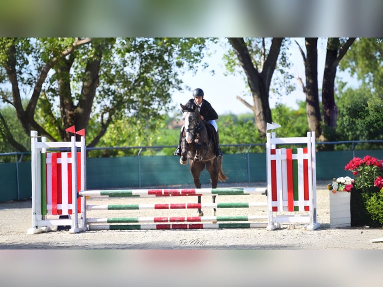 Hongaars sportpaard Ruin 4 Jaar 177 cm Schimmel in Kecskem&#xE9;t