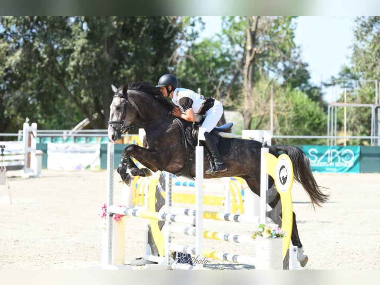 Hongaars sportpaard Ruin 4 Jaar 177 cm Schimmel in Kecskem&#xE9;t
