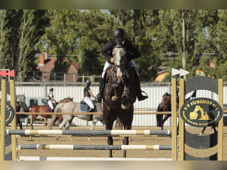 Hongaars sportpaard Ruin 4 Jaar 177 cm Schimmel in Kecskem&#xE9;t