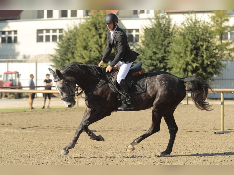 Hongaars sportpaard Ruin 4 Jaar 177 cm Schimmel in Kecskem&#xE9;t