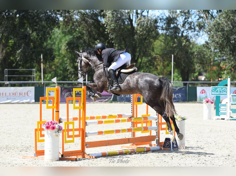 Hongaars sportpaard Ruin 4 Jaar 177 cm Schimmel in Kecskem&#xE9;t