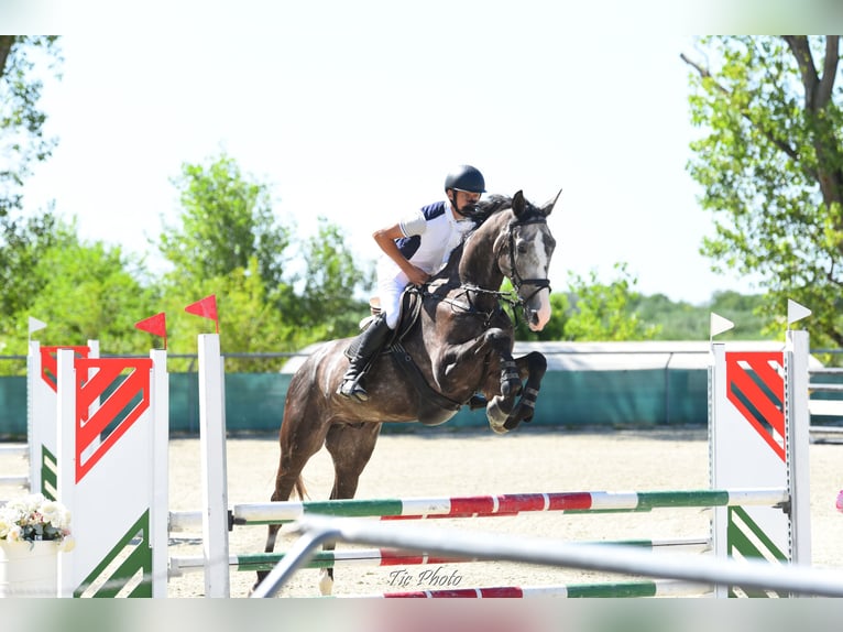 Hongaars sportpaard Ruin 4 Jaar 177 cm Schimmel in Kecskem&#xE9;t