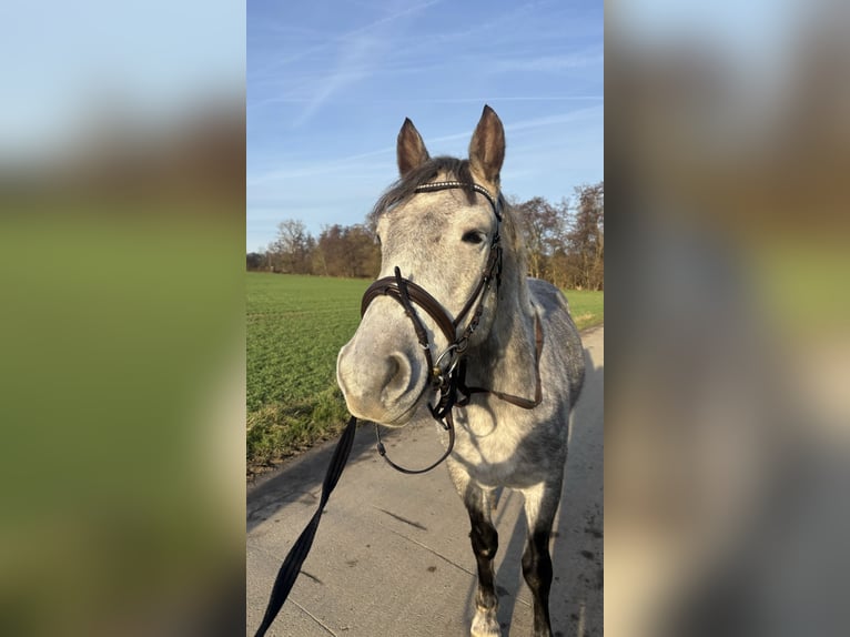 Hongaars sportpaard Mix Ruin 5 Jaar 150 cm Appelschimmel in Frankfurt am Main