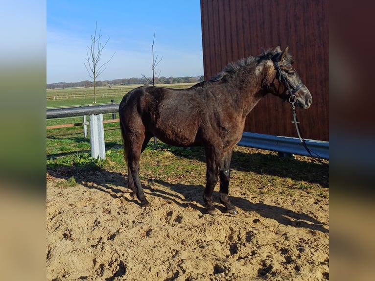 Hongaars sportpaard Mix Ruin 5 Jaar 152 cm Zwartschimmel in Lindern (Oldenburg)