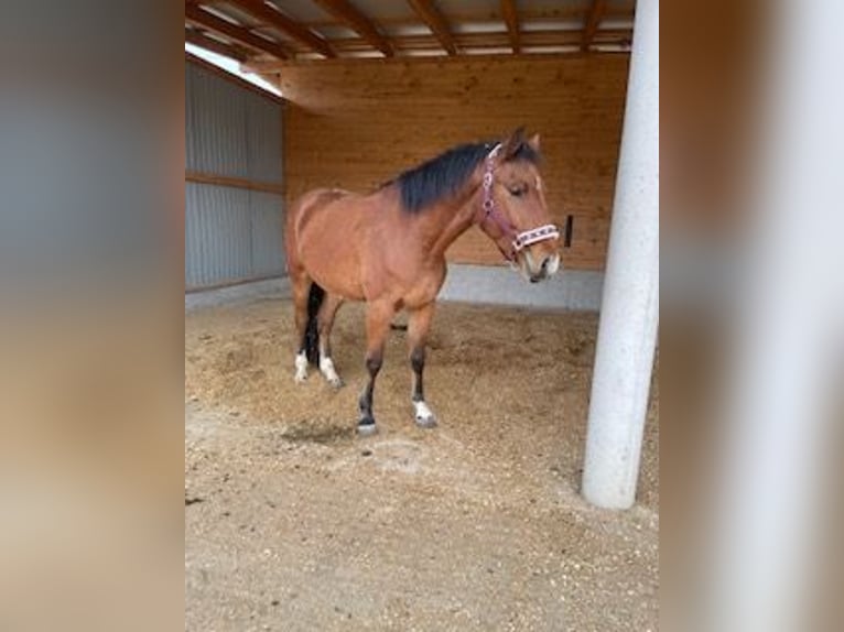 Hongaars sportpaard Ruin 5 Jaar 154 cm Bruin in Tillmitsch