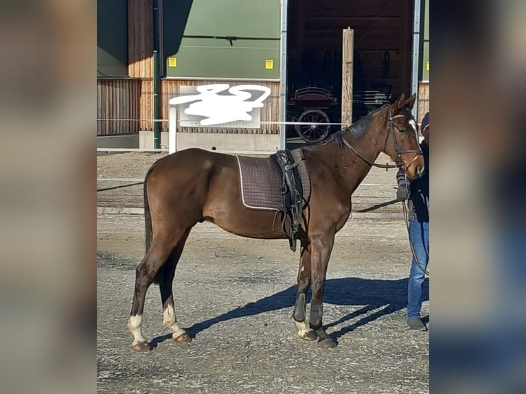 Hongaars sportpaard Mix Ruin 5 Jaar 155 cm Bruin in Labientschach