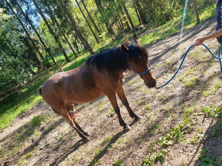 Hongaars sportpaard Mix Ruin 5 Jaar 155 cm Roan-Bay in Horgau