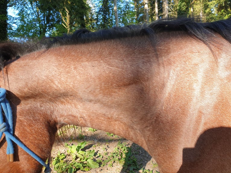 Hongaars sportpaard Mix Ruin 5 Jaar 155 cm Roan-Bay in Horgau