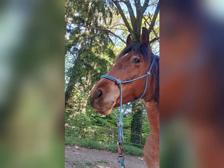 Hongaars sportpaard Mix Ruin 5 Jaar 155 cm Roan-Bay in Horgau