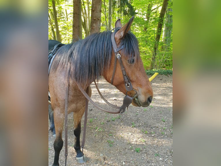 Hongaars sportpaard Mix Ruin 5 Jaar 155 cm Roan-Bay in Horgau